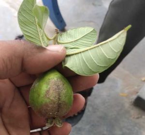 Guava diseases
