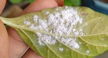 मिली बग कीट से छुटकारा पाने के लिए अपनाएं यह घरेलू तरीके