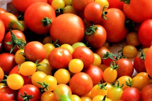 hydroponic tomato farming