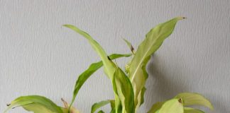 steps to revive drooping peace lily plant