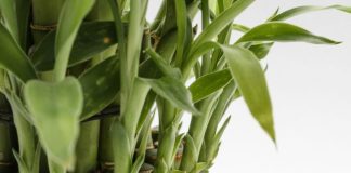 close up of a lucky bamboo