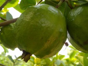 Guava diseases