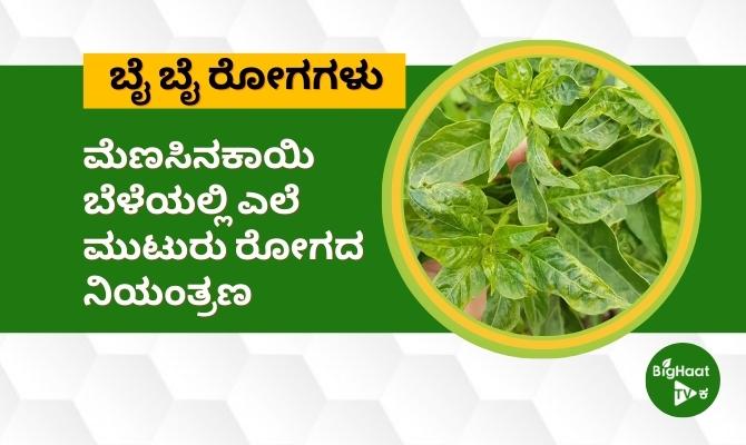 ಮೆಣಸಿನಕಾಯಿ ಬೆಳೆಗಳಲ್ಲಿ ಎಲೆ ಮುಟುರು ರೋಗದ ಲಕ್ಷಣಗಳು ಮತ್ತು ನಿರ್ವಹಣೆ