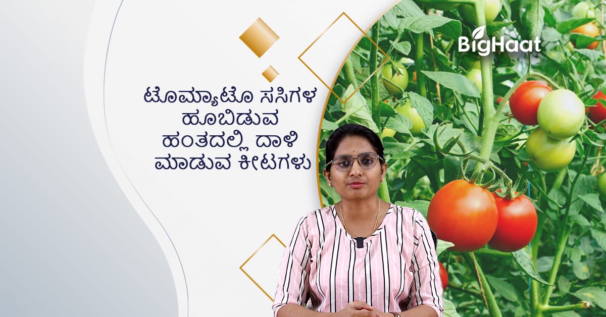 ಹೂ ಬಿಡುವ ಹಂತದಲ್ಲಿ ಟೊಮ್ಯಾಟೋ  ಬೆಳೆಗಳನ್ನು ಬಾಧಿಸುವ ಕೀಟಗಳು: