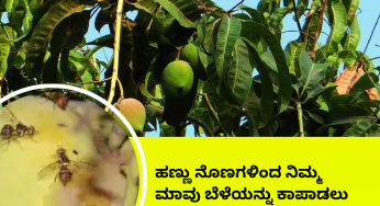 ಮಾವಿನ ಹಣ್ಣಿನ ನೊಣದ ಪರಿಣಾಮಕಾರಿ ನಿರ್ವಹಣೆ