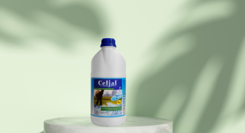 Celjal Canva