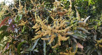 மா மர பூக்களைத் தாக்கும் பூச்சிகள் மற்றும் நோய்களை மேலாண்மை செய்வது இனி ஈஸி!