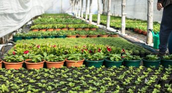 நாற்றங்கால் வளர்ப்பு: வலுவான மற்றும் ஆரோக்கியமான நாற்றுகளுக்கான திறவுகோல்