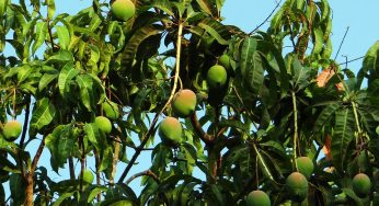 மாம்பழத்தில் பழ ஈக்களின் திறனுள்ள மேலாண்மை