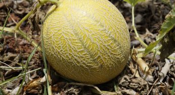 முலாம்பழங்களில் பழ ஈக்களை மேலாண்மை செய்ய எளிய உத்திகள்