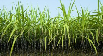 கரும்பு இடைக்கணு துளைப்பான் அல்லது புழு: தொற்று மற்றும் அதன் மேலாண்மை