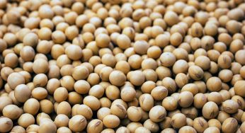 சோயாபீன்: பயிர் வளர்ப்பு நடைமுறைகளின் தொகுப்பு