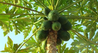 பப்பாளி சாகுபடி செய்து மகசூலை அள்ள வேண்டுமா? உடனே இதைப் படியுங்கள்!
