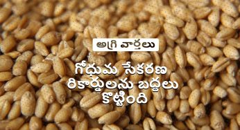నాణ్యతకు సంబంధించిన నిబంధనలను సడలించడంతొ రికార్డులను దాటుతున్న గోధుమ సేకరణ