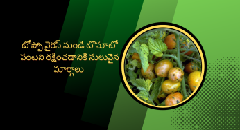 టోస్పో వైరస్ నుండి టమాట పంటని రక్షించడానికి సులువైన మార్గాలు