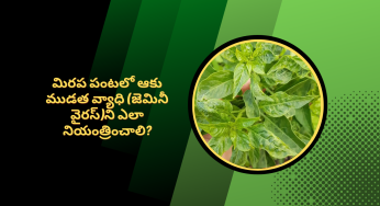 మిరప పంటలో ఆకు ముడత తెగులుని (జెమినీ వైరస్) ఎలా నియంత్రించాలి?