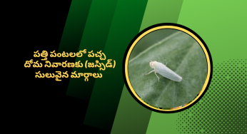 పత్తి పంటలలో పచ్చ దోమను నియంత్రించడానికి సులభమైన మరియు తక్కువ  ఖర్చుతో కూడిన మార్గాలు