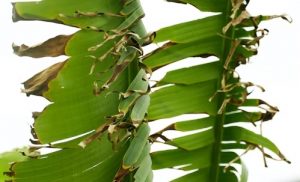 banana farming