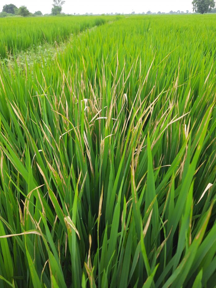Paddy crop