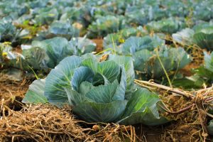 Cabbage plant