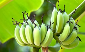 banana farming