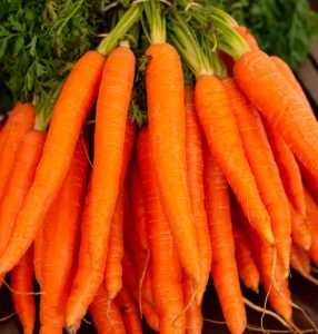 carrot plant