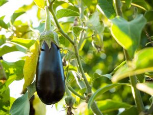 Brinjal cultivation