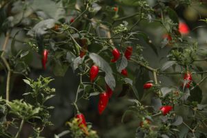 chilli farming