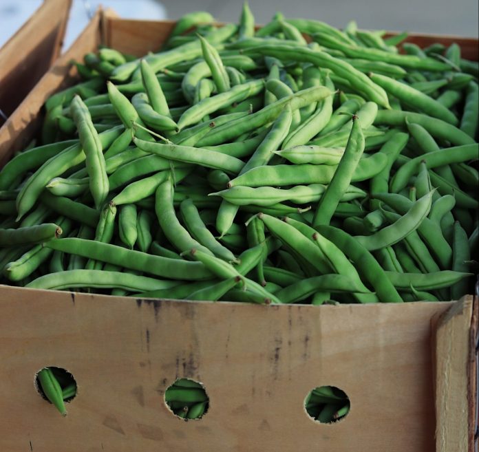 Beans Farming