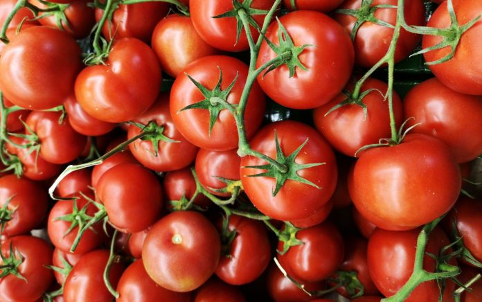 Tomato farming