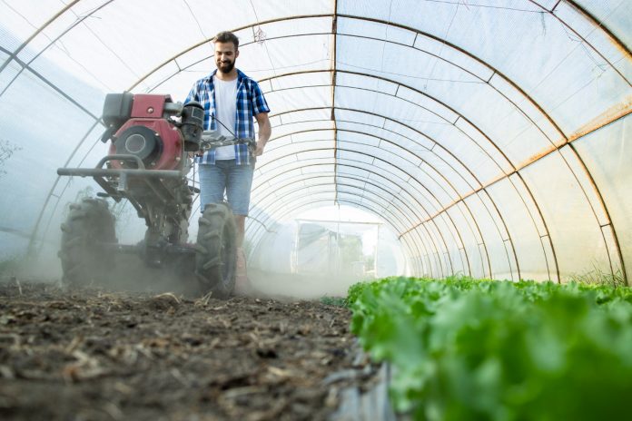 Chilli farming