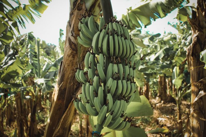 banana farming