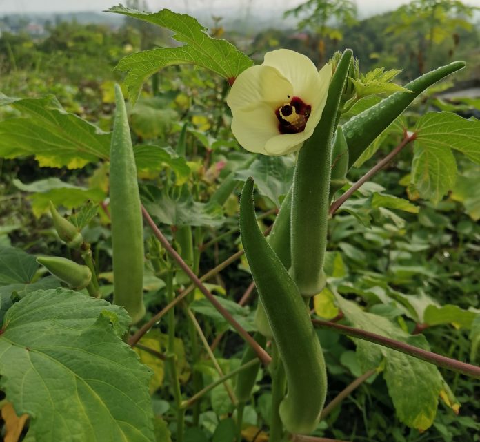 okra diseases