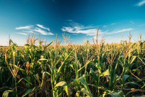 Maize farming