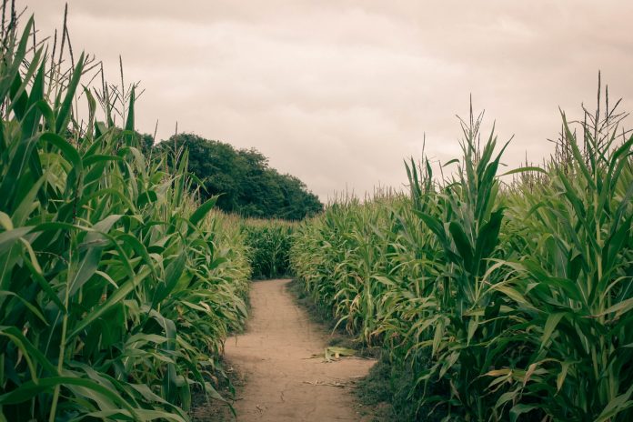 maize crop