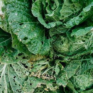 Cabbage plant