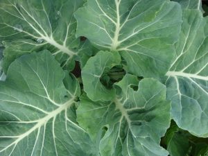 Cabbage plant