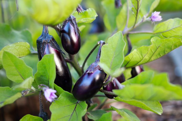 Brinjal cultivation