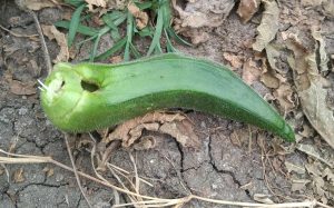 okra diseases