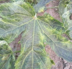 okra diseases