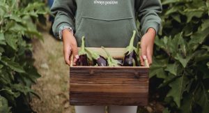 Brinjal cultivation