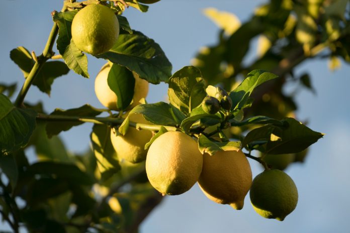 lemon cultivation