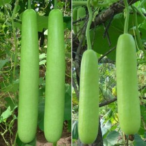 Bottle gourd farming