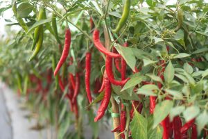 chilli farming