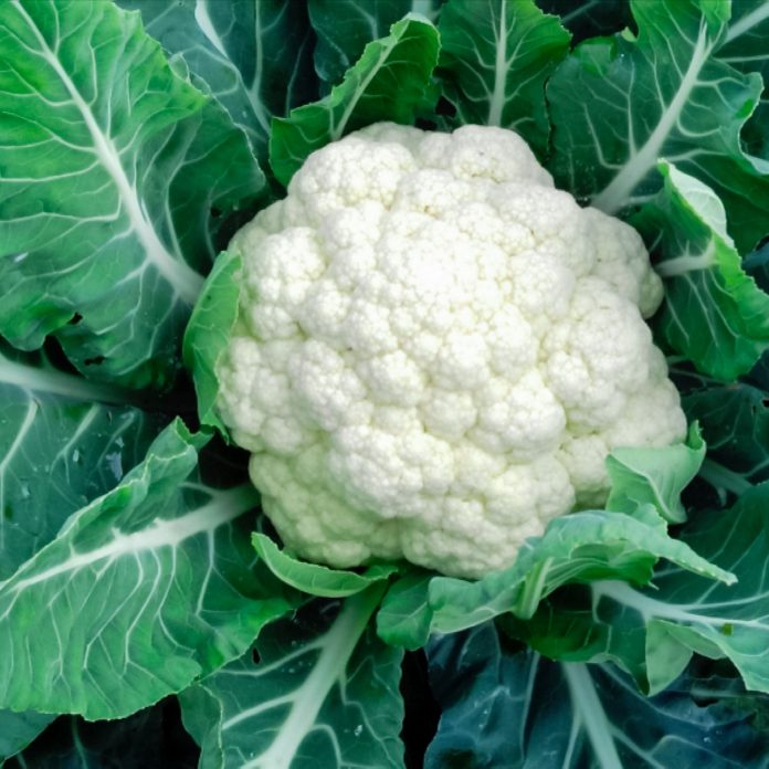 cauliflower cultivation