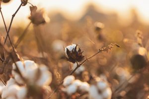 Cotton farmers
