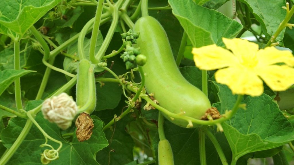 A Guide for Bottle Gourd Farming - Kisanvedika | BigHaat