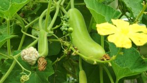 Bottle gourd farming