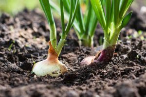 onion farming practices