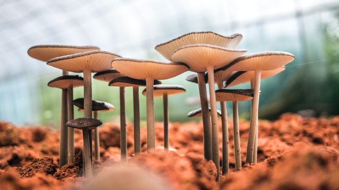 subsidy for mushroom cultivation
